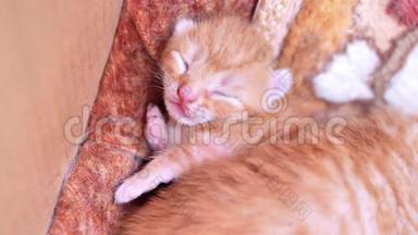 与母亲和兄弟躺在巢里的小猫，闭上眼睛，非常可爱